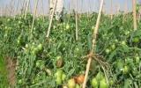 Quy trình kỹ thuật sản xuất giống cà chua C155