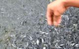 Quy trình kỹ thuật sản xuất giống cá Tra