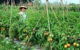 Quy trình kỹ thuật thâm canh cà chua trái vụ