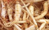 Quy trình kỹ thuật trồng nhân sâm Cao Ly Hàn Quốc (Panax Ginseng C.A.Mey - Araliaceae)​