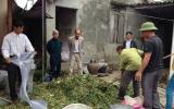Quy trình ủ chua củ và lá sắn làm thức ăn thủy sản