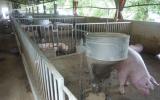 Rủi ro lớn, người nuôi vẫn chưa dám tăng đàn dù giá heo khá cao
