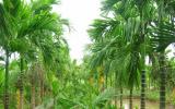 Săn lùng cau non xuất đi Trung Quốc
