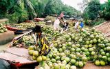 Sản lượng dừa giảm, phải nhập khẩu nguyên liệu