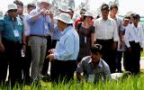 Sản xuất lúa gạo theo chuẩn quốc tế nâng vị thế gạo Việt Nam