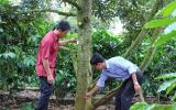 Sầu riêng lên 