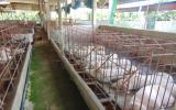 Sẽ không có chuyện heo Trung Quốc, Thái Lan nhập vào Việt Nam