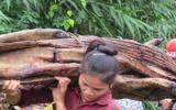 Tận diệt thần dược 'cỏ máu' bán sang Trung Quốc