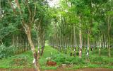 Tây Nguyên không mở rộng diện tích cây cao su