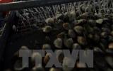 Thanh Hóa: Kết quả phân tích mẫu nước biển nơi ngao chết hàng loạt