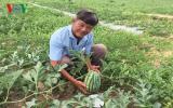 Thời tiết bất lợi, nông dân Bà Rịa - Vũng Tàu lo thất thu dưa hấu Tết