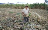 Thủ phủ hồ tiêu dần biến mất: Nông dân loay hoay trồng cây thay thế