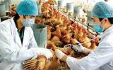 Thủ tướng Chính phủ chỉ đạo tập trung phòng chống vi rút cúm A/H7N9
