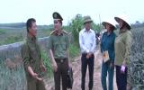 Thực hư thông tin thương lái thu mua dứa non ở Thanh Hóa