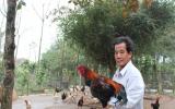 Thực phẩm Tết: Mua gà Móng đặc sản ở đâu chuẩn 