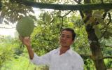 Tiền Giang: Thu tiền tỷ nhờ chuyển đổi cây trồng, sống chung với lũ