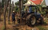 Tiêu chết hàng loạt ở Tây Nguyên