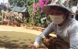 Tiêu đen chết nhiều, người dân mạo hiểm trồng giống tiêu mới