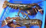 Tôm hùm Mỹ bay nửa vòng trái đất về Việt Nam được bán rẻ như gà, vịt