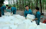 Trái chiều với thế giới, giá mủ cao su trong nước vẫn ổn định