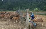 Trang trại tiền tỷ nhìn đâu cũng ra con đặc sản