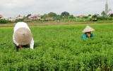 Trồng cây cỏ ngọt