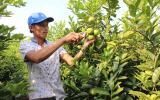 Trồng chanh tứ quý trên gốc bưởi, thu tiền tỷ