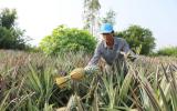 Trồng dứa trên đất phèn thu hàng trăm triệu đồng mỗi năm