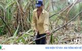 Trồng mía ép lấy nước uống thu hàng trăm triệu/ha