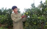 Trồng những loại quả sạch này, nông dân xứ than thu hàng chục tỷ