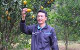 Trồng quýt chiết cành sai trĩu quả lại ít hạt thu hơn trăm triệu/năm