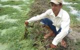 Trồng rau nhút kiếm 300 triệu đồng/năm