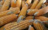 Trúng độc Aflatoxin trong thức ăn chăn nuôi