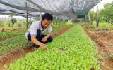 Từ chối học bổng tiến sĩ Úc, bán nhà, mua đất núi trồng rau hữu cơ