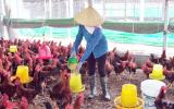 Từ ruộng trũng, lập trại nuôi gà ri lai, cứ 1.000 con lãi 25 triệu