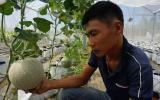 Từ thợ sửa xe thành 'chuyên gia' dưa lưới