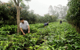 Ươm khát vọng tỷ phú trên bãi hoang Đa Đa