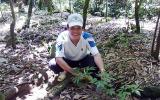 Ưu tiên phát triển sâm Ngọc Linh