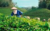Vì sao Việt Nam chưa là nước xuất khẩu chè hàng đầu?