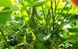 Vĩnh Long: Kinh nghiệm trồng đậu nành rau trong mùa mưa