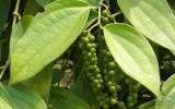 VPA cảnh báo nguy cơ bị 'xù' hợp đồng XNK hạt tiêu Việt Nam
