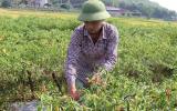 Vụ ớt có lãi, nhưng chớ vội đua nhau mở rộng diện tích