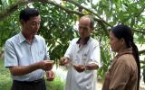 Xoài Tết không đậu trái - người dân thất thu hàng chục tỷ đồng