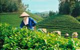 Xuất khẩu chè của Việt Nam đứng thứ 5 trên thế giới