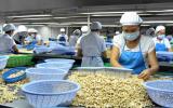 Xuất khẩu điều vào EU hướng tới 1 tỷ USD