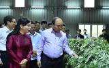 Xuất khẩu dược liệu đạt 6 triệu USD mỗi năm
